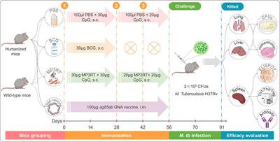 Peptides-Based Vaccine MP3RT Induced Protective Immunity Against Mycobacterium Tuberculosis Infection in a Humanized Mouse Model